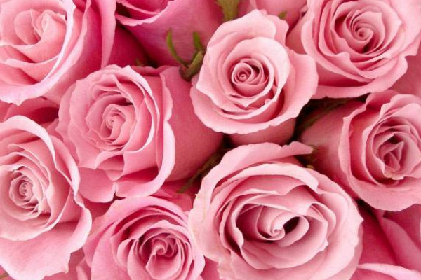 11朵粉色玫瑰花语
