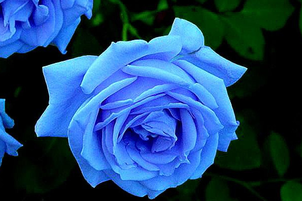 蓝玫瑰代表什么意思