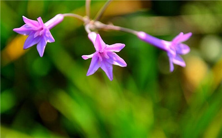 紫娇花常见病害及防治方法