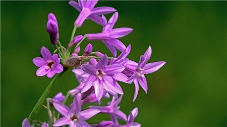 紫娇花常见病害及防治方法