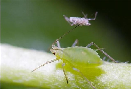 猴面小龙兰常见虫害：蚜虫