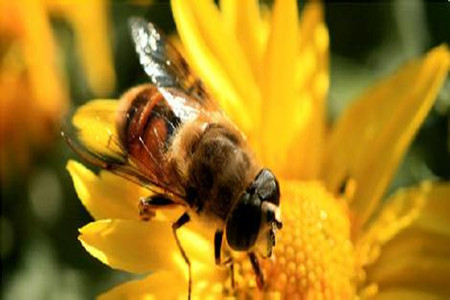 杂食蚜小蜂