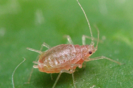 西番莲的虫害：蚜虫