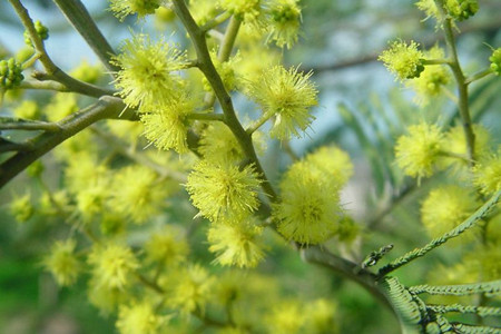 银荆花