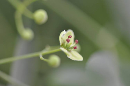 白杜的植株