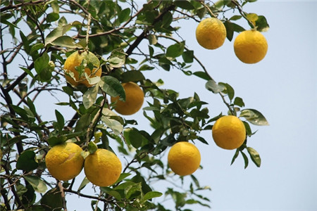 香橼