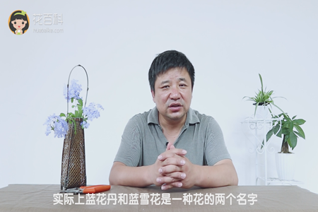 一种花的两个名字