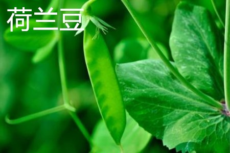 荷兰豆