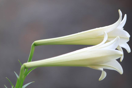百合花