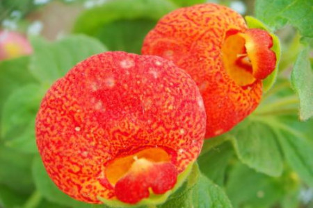 蒲包花