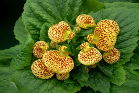 蒲包花