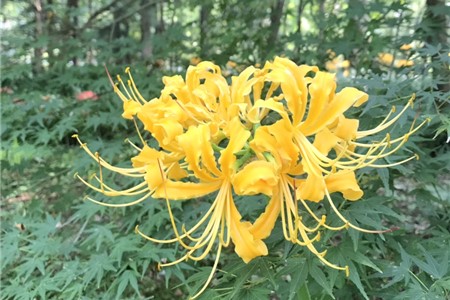 彼岸花