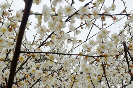 梅花