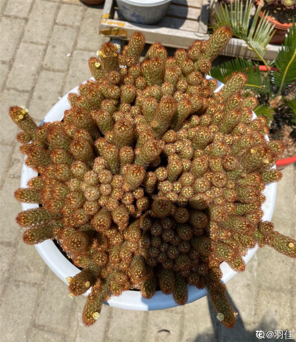 金手指
