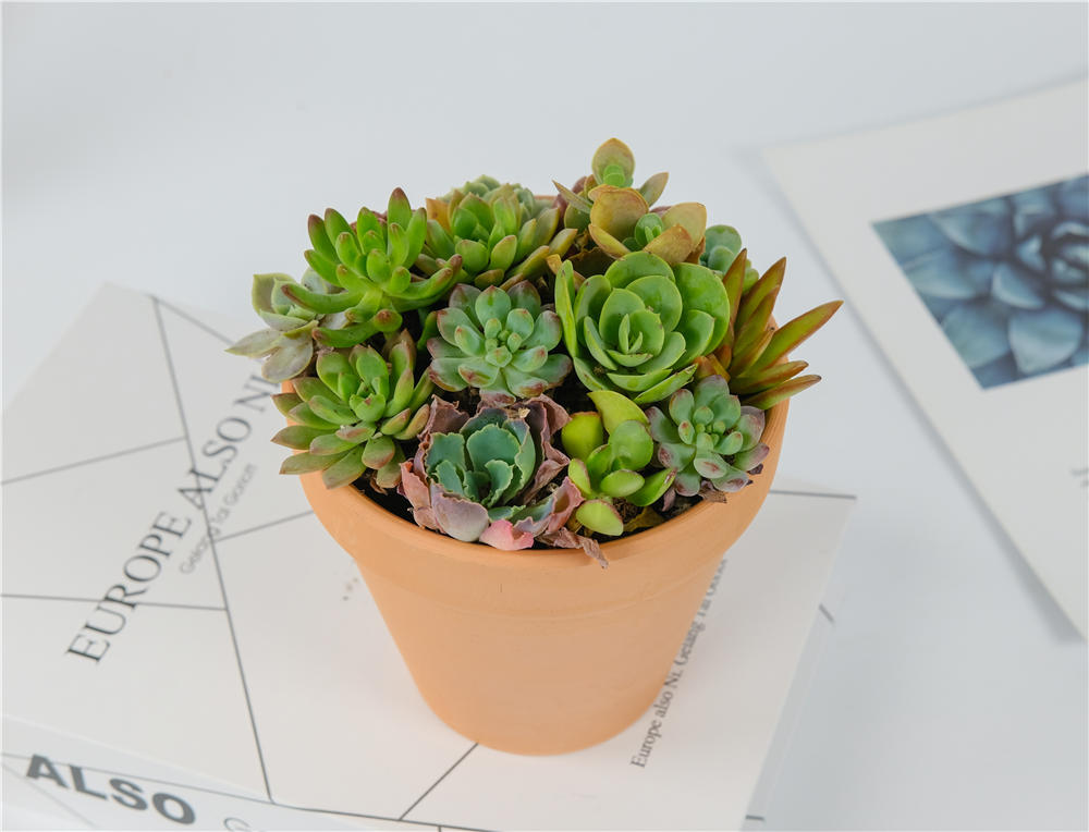 多肉植物土壤大全 百科植物 多肉植物土壤大全 百科植物