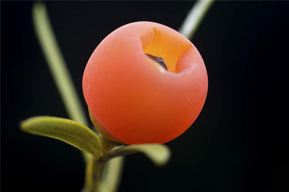 红豆杉 红豆杉