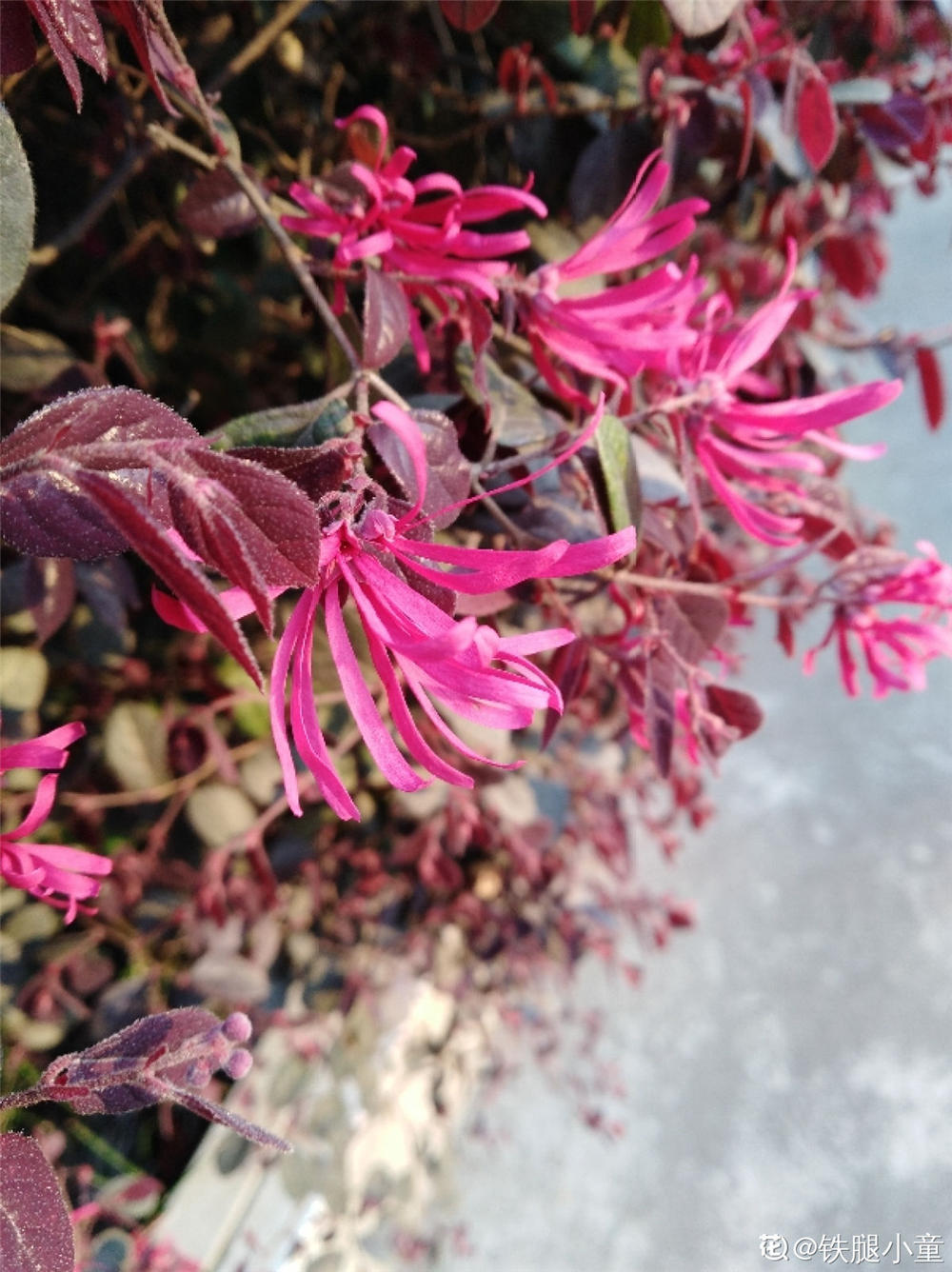 红花继木 红花继木