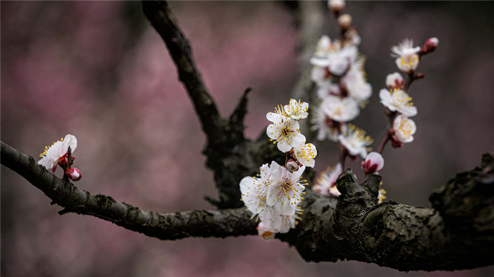 梅花