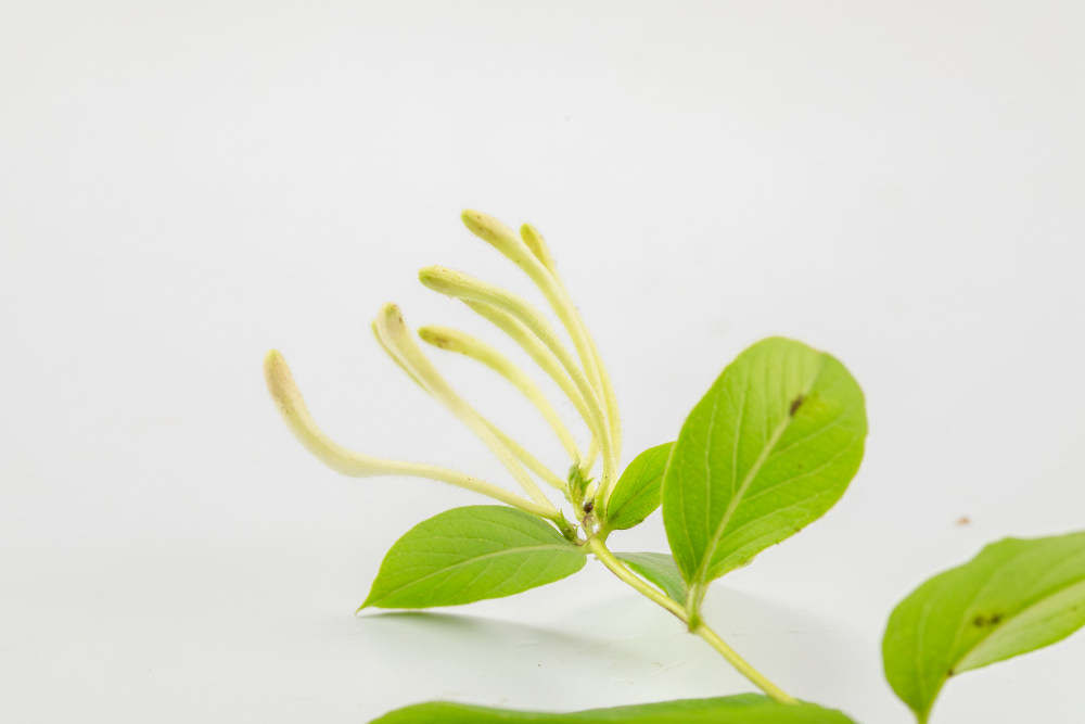 金银花 金银花