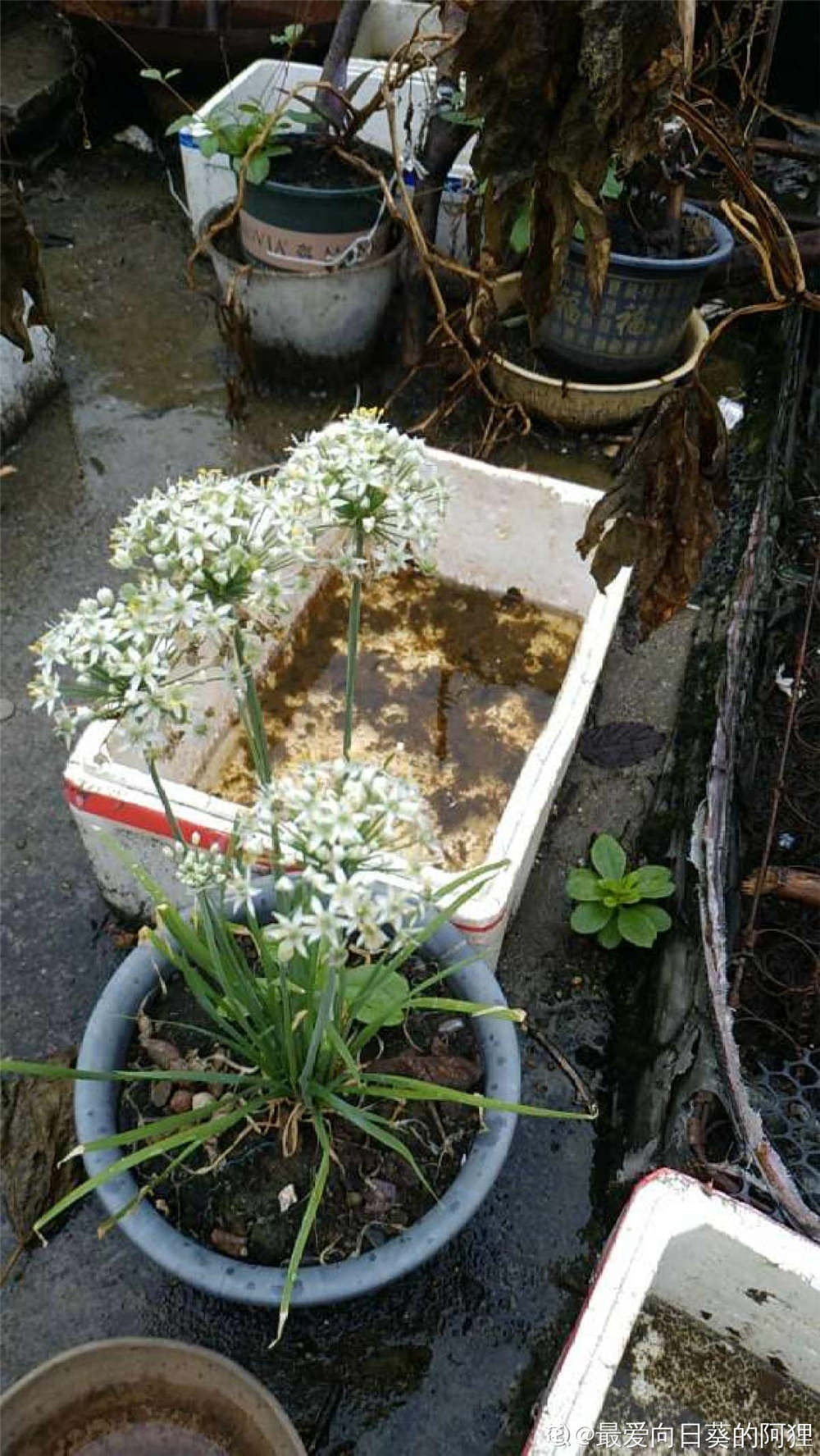韭菜