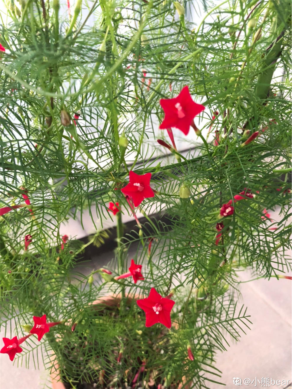 茑萝
