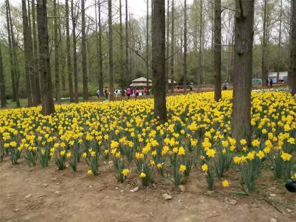 水仙花