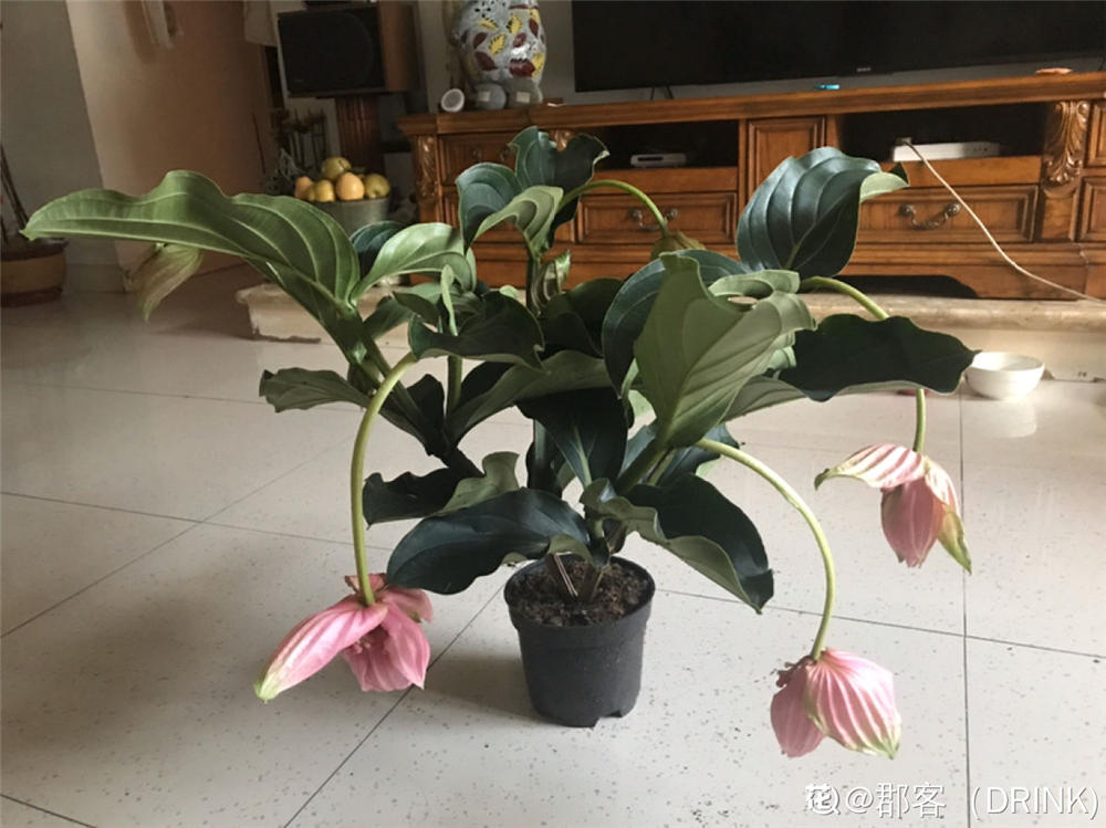 宝莲灯