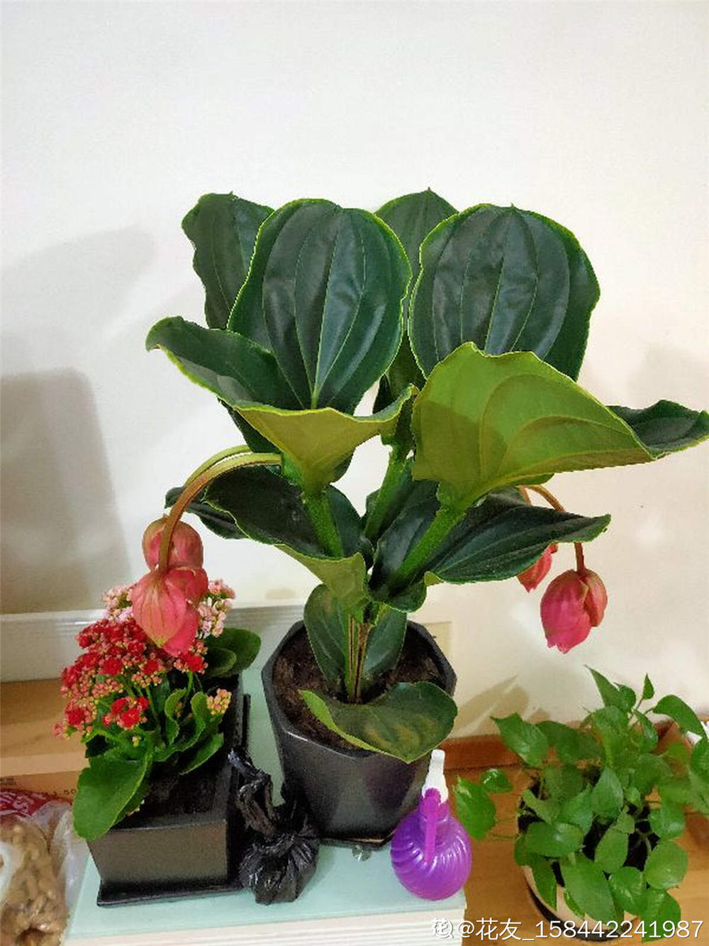 宝莲灯