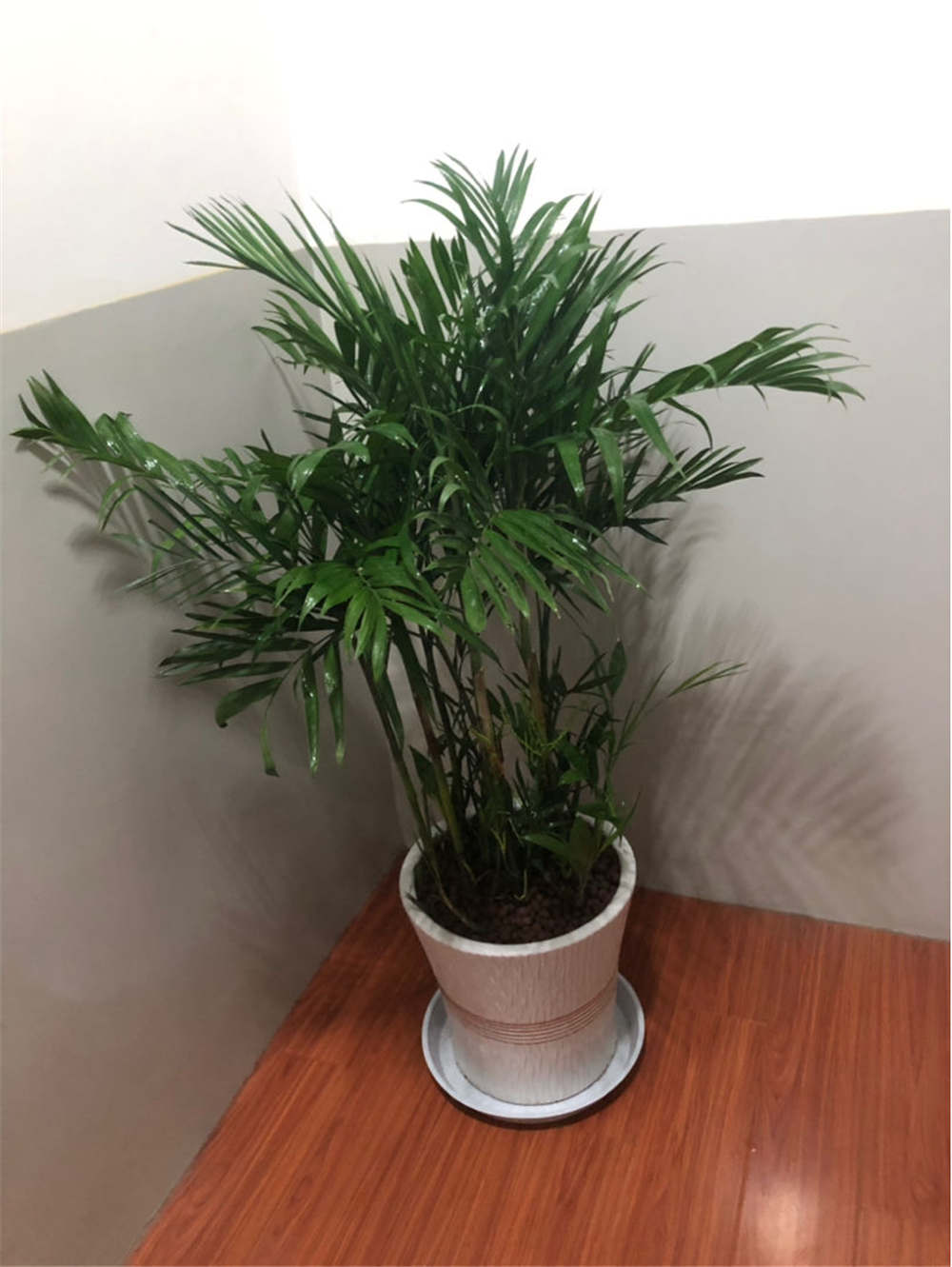 夏威夷椰子