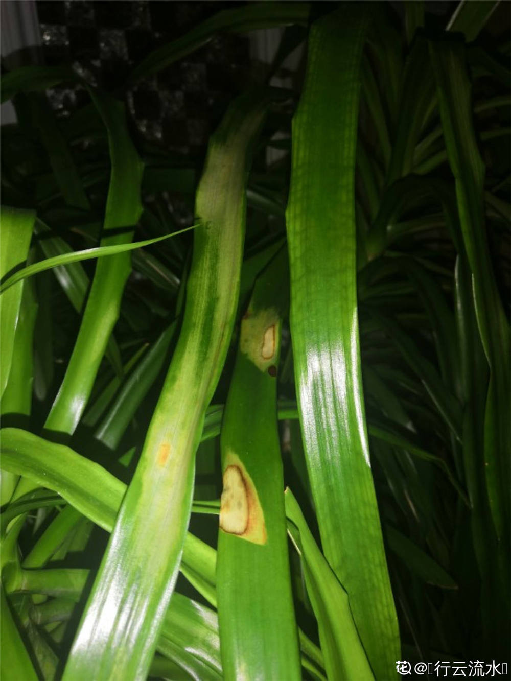 龙须兰