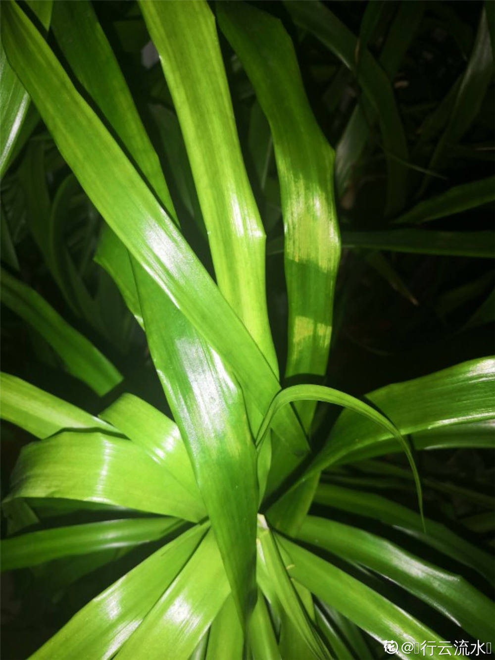 龙须兰