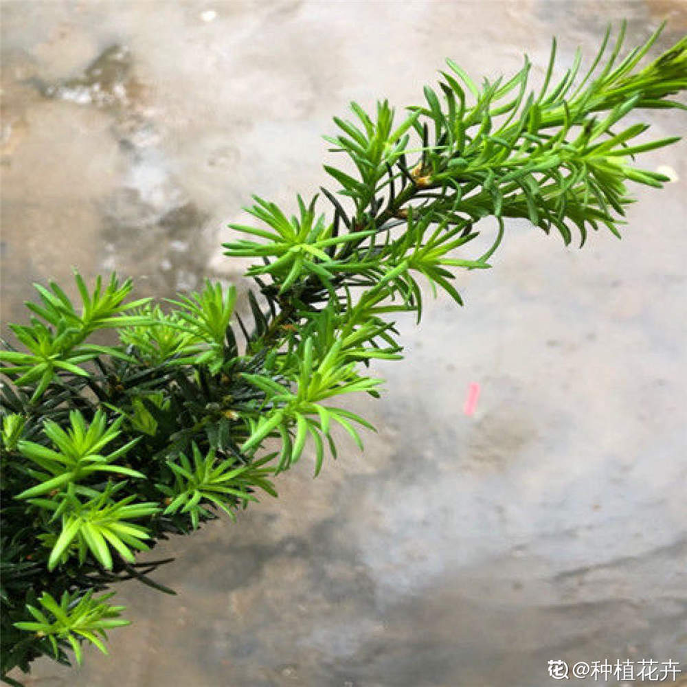 曼地亚红豆杉