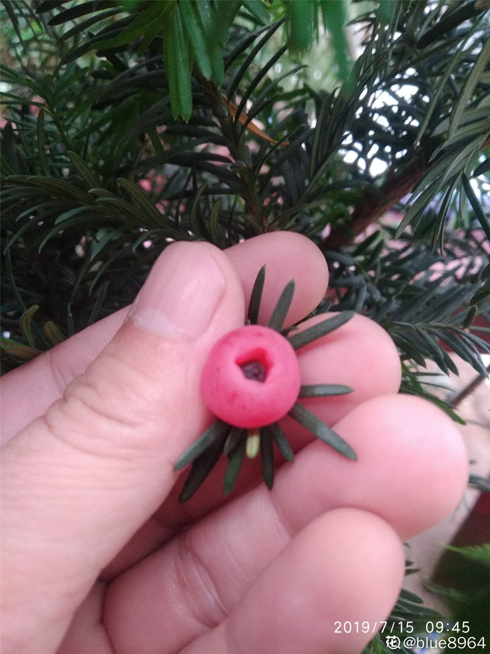 曼地亚红豆杉