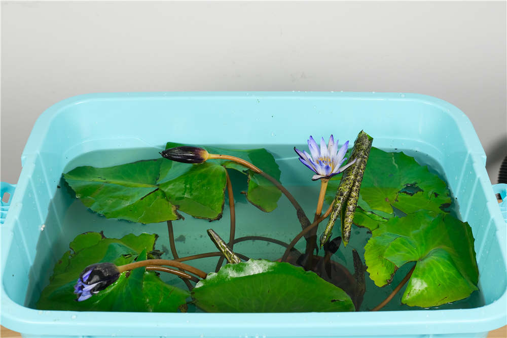 莲花