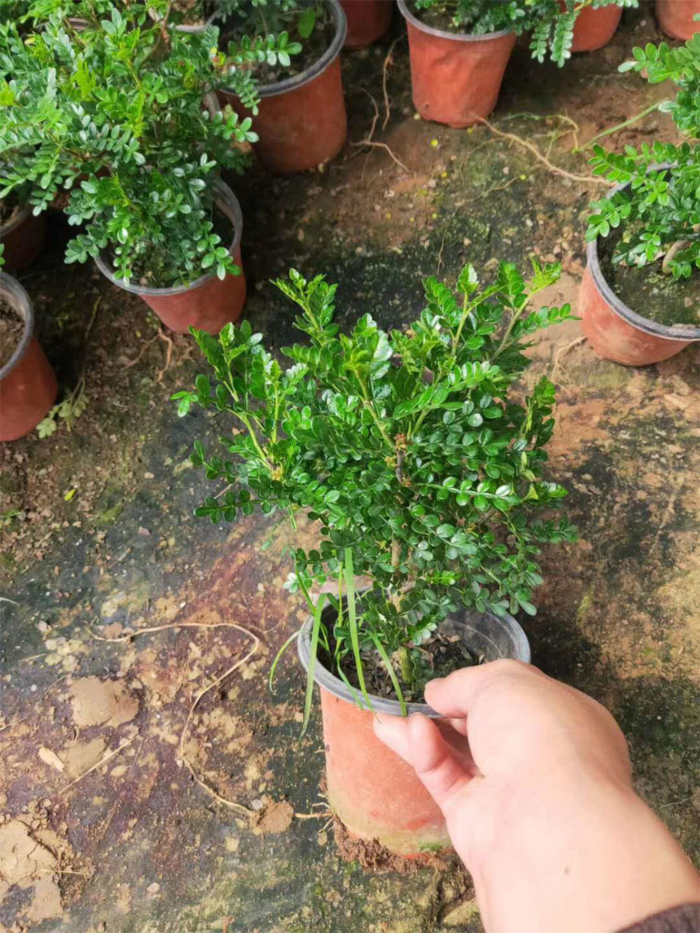 胡椒木