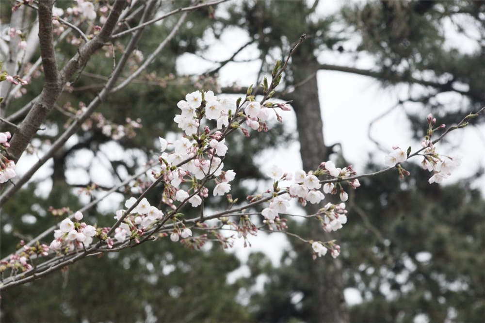 樱花