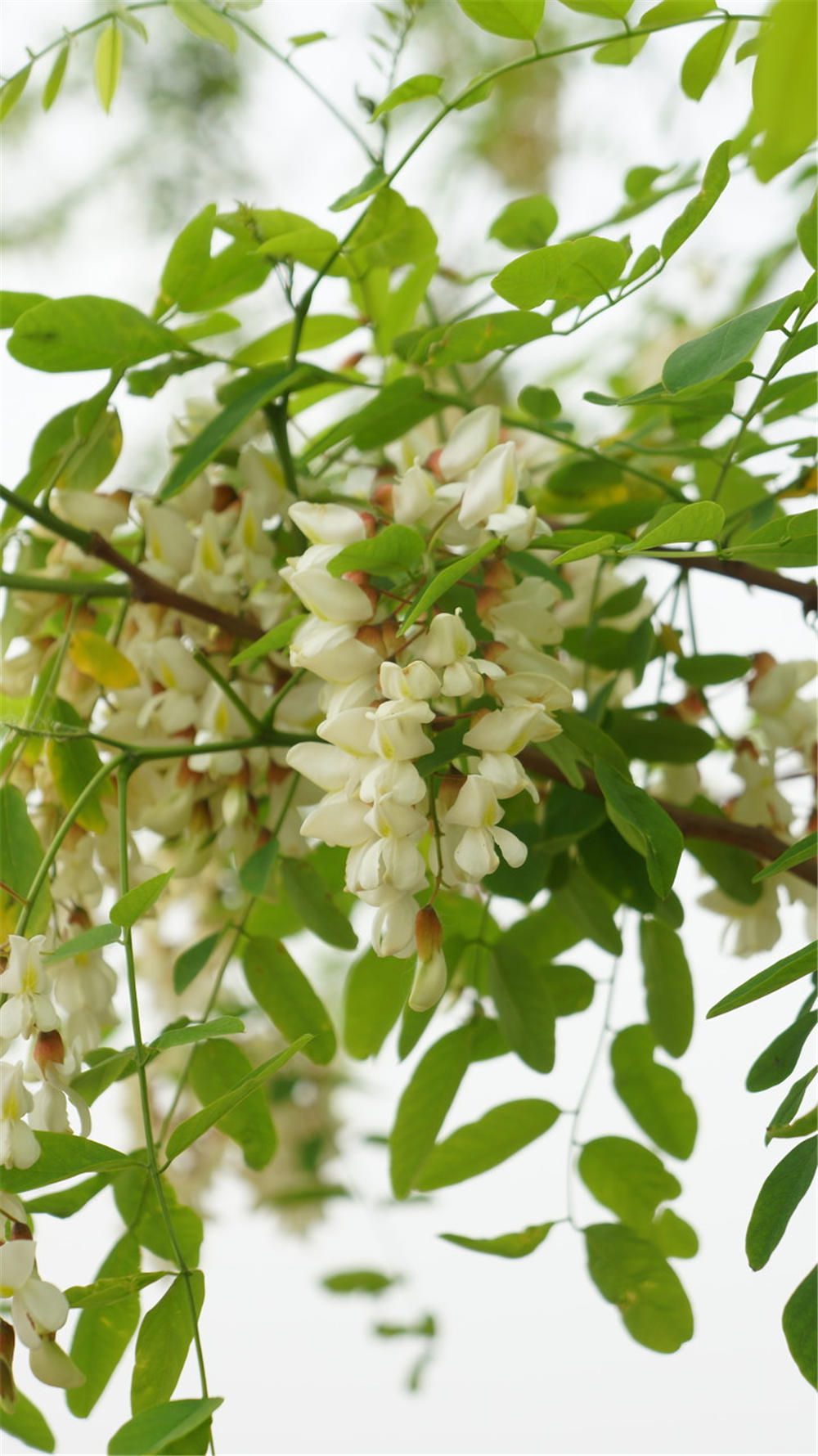 槐花