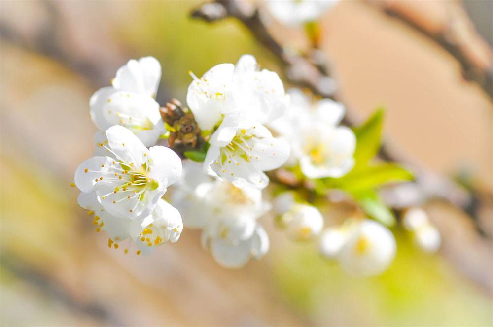 桃花