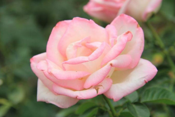 粉玫瑰花语是什么